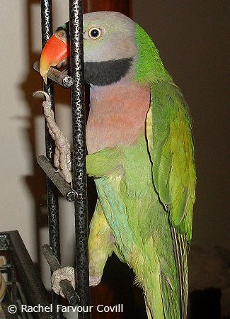 male-moustachedparakeet-playing