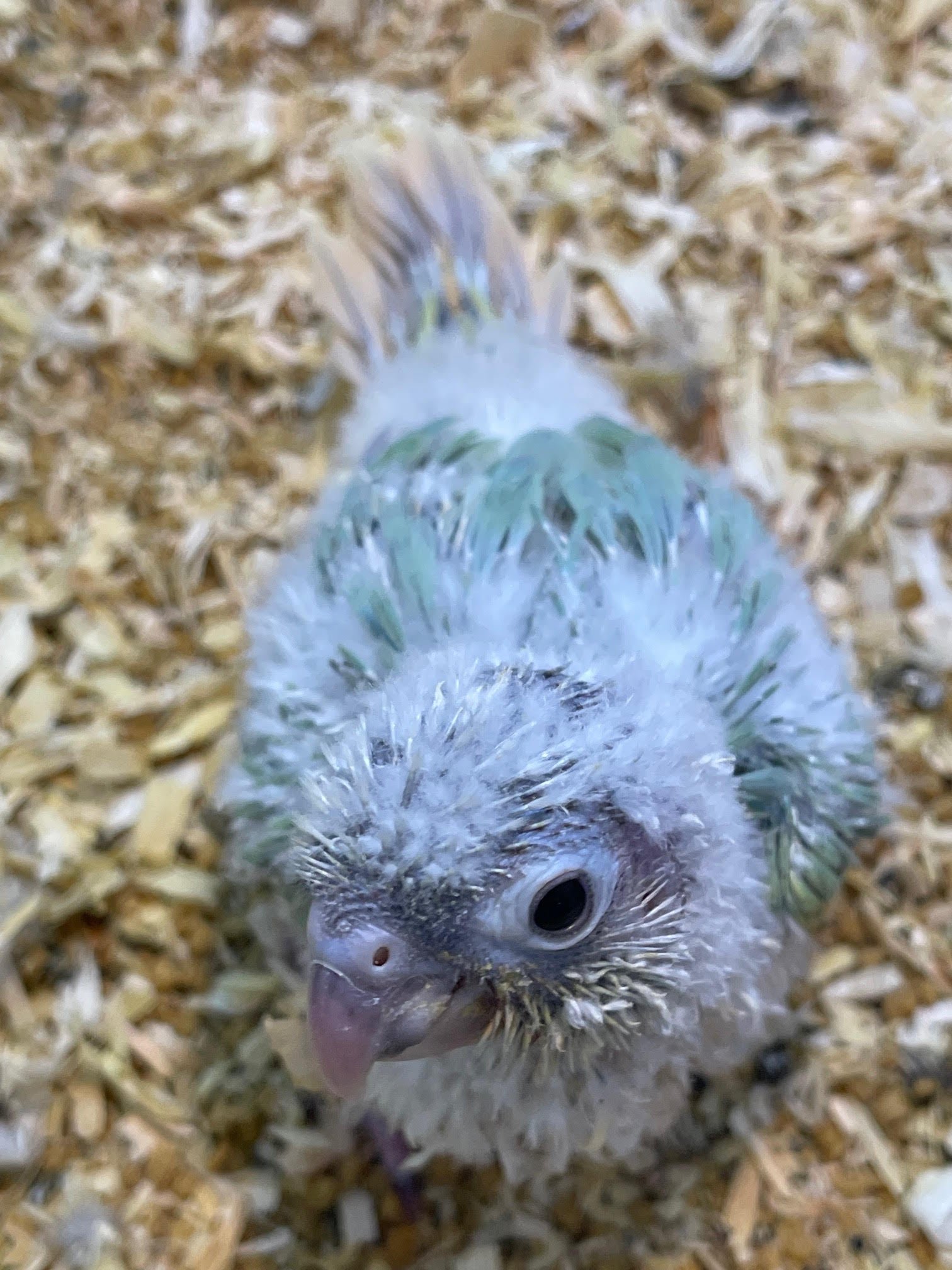 Baby Conure Mint - Image 5