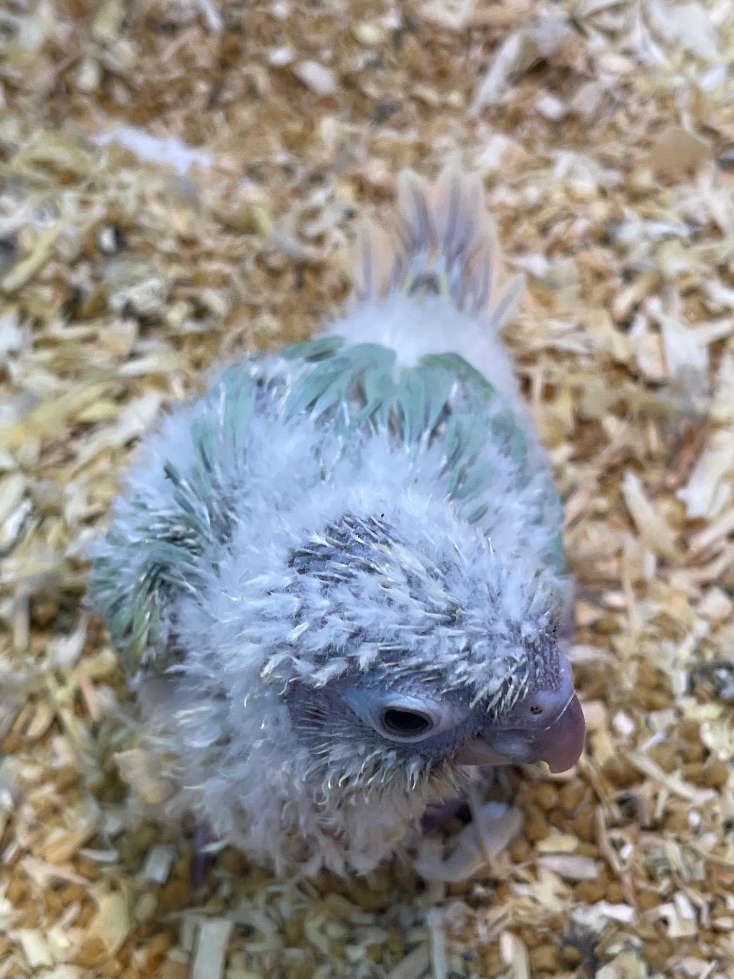 Baby Conure Mint - Image 3