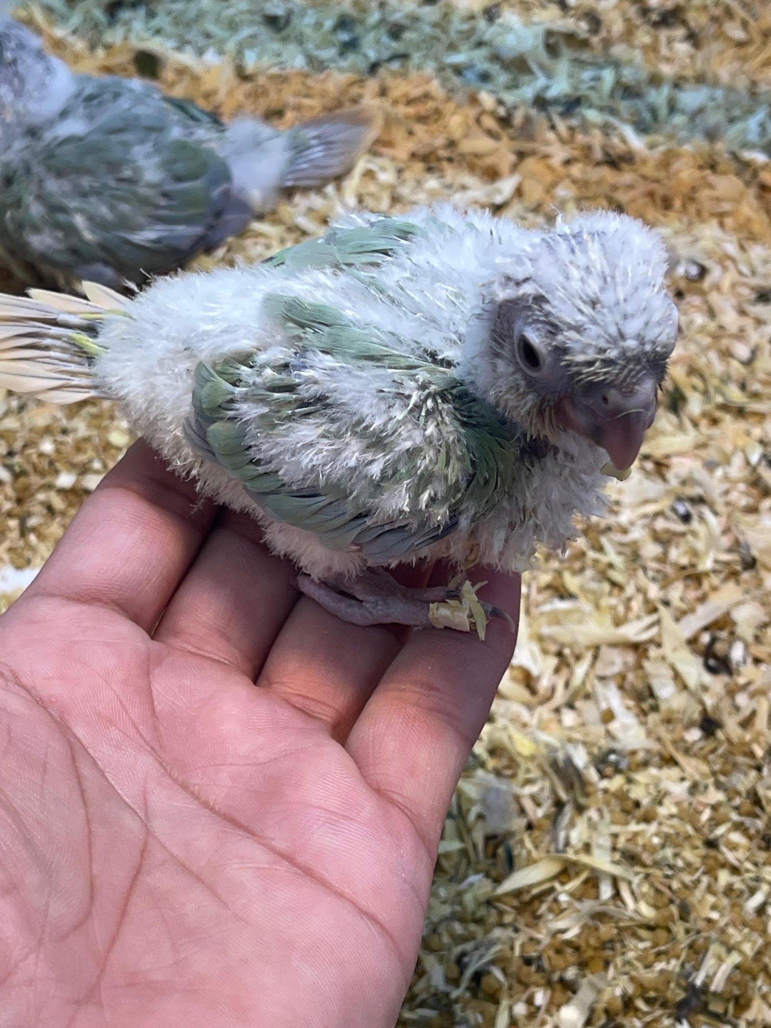 Baby Conure Mint - Image 2
