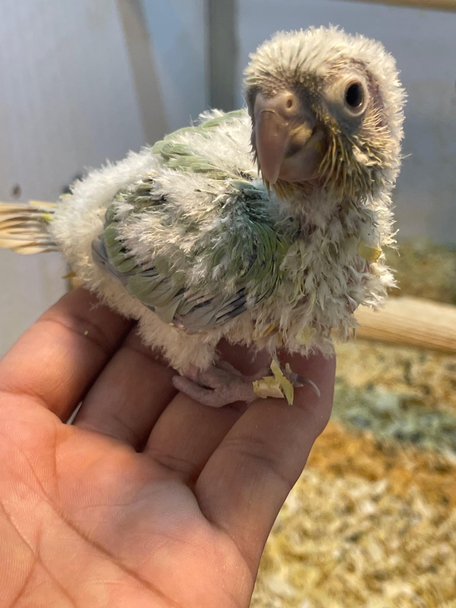 Baby Conure Mint - Image 4