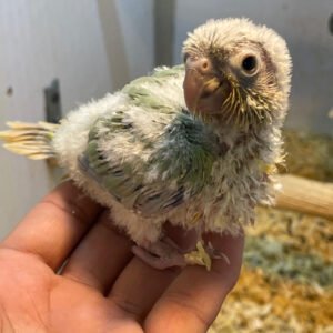 Baby Conure Mint