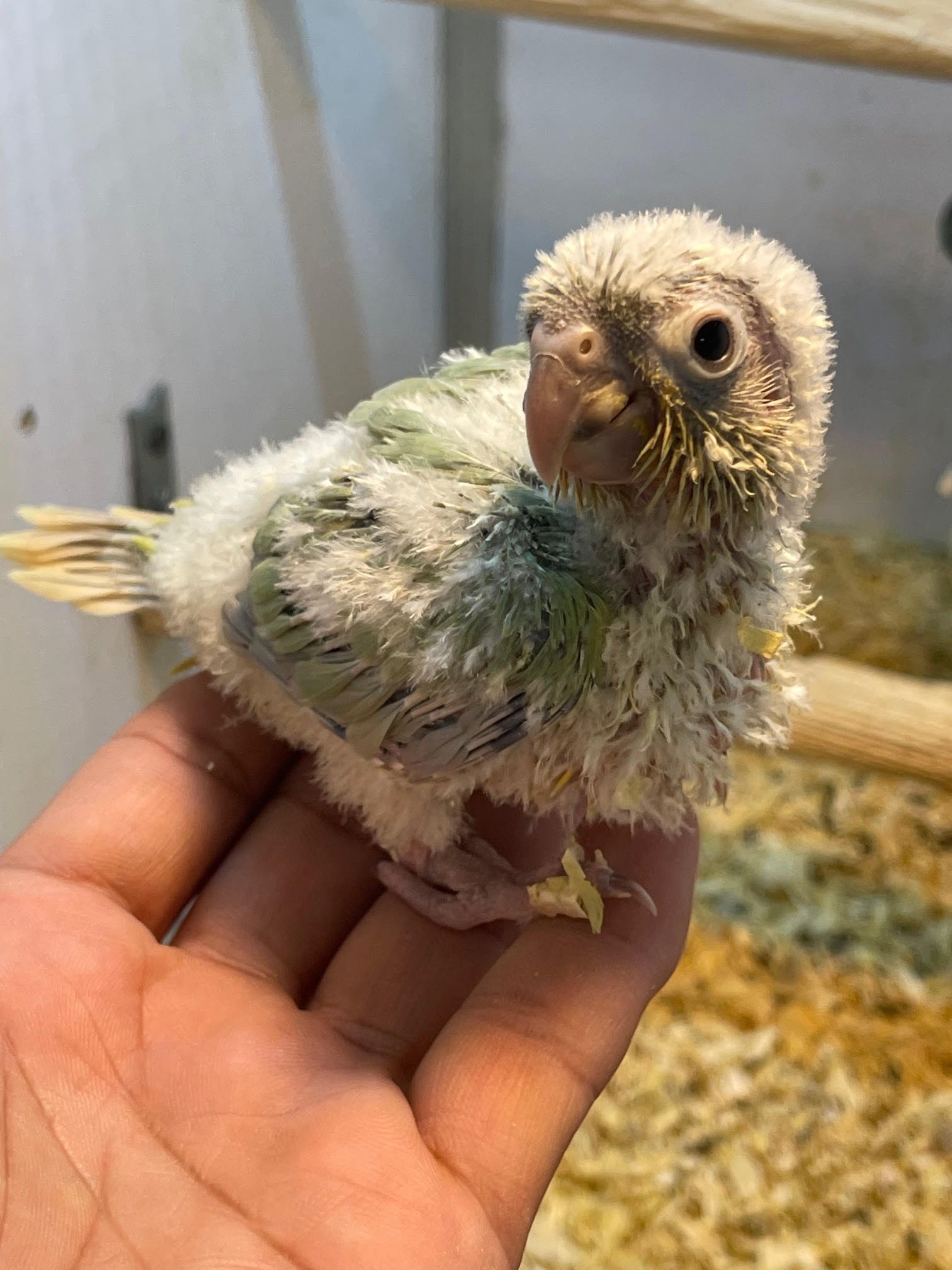 Baby Conure Mint