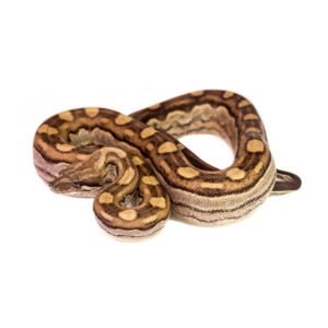 BOA MOTLEY AZTEC