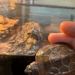 Aquatic Turtle 3 Striped  (MUD)