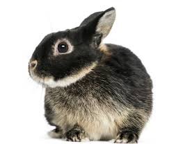 Bunny Netherland's Dwarf