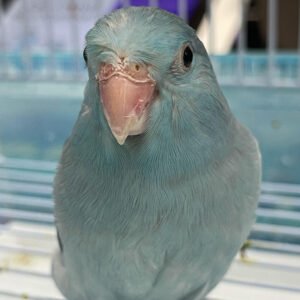 Baby Parrotlet (Blue)