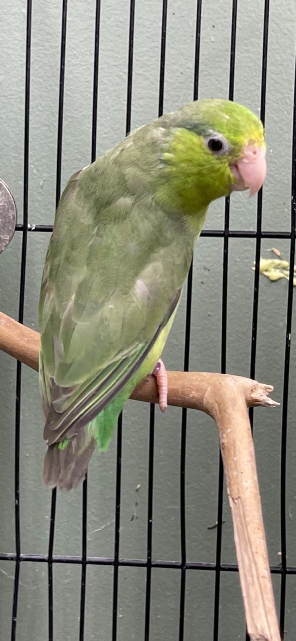 Baby Parrotlet (Green) - Image 5