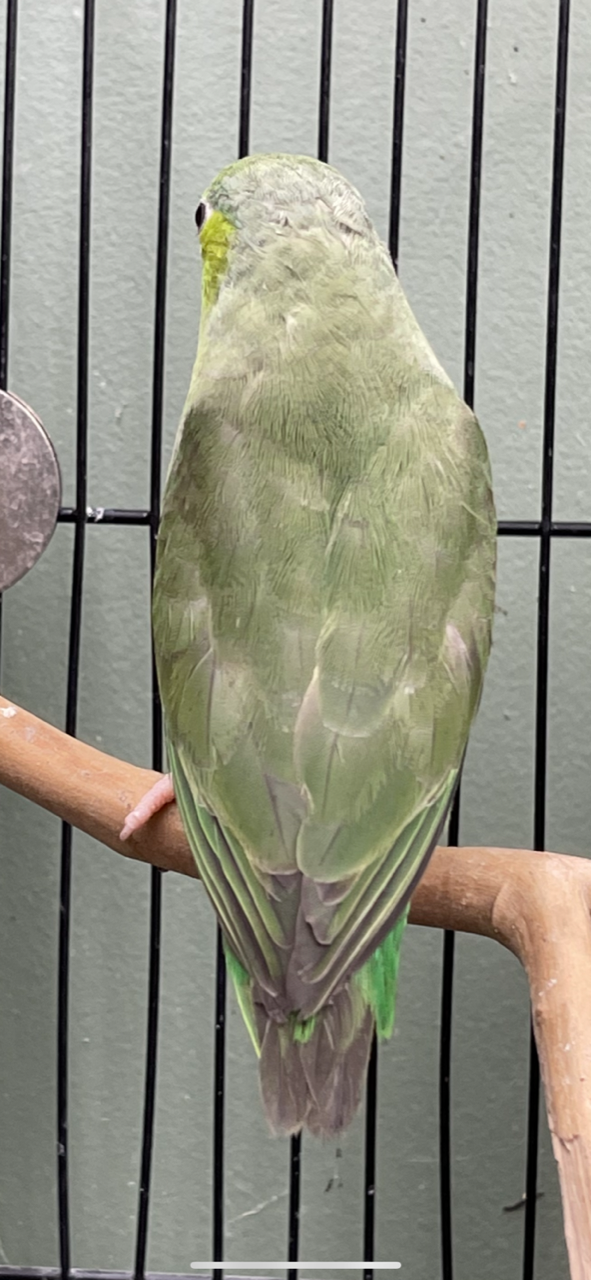 Baby Parrotlet (Green) - Image 6