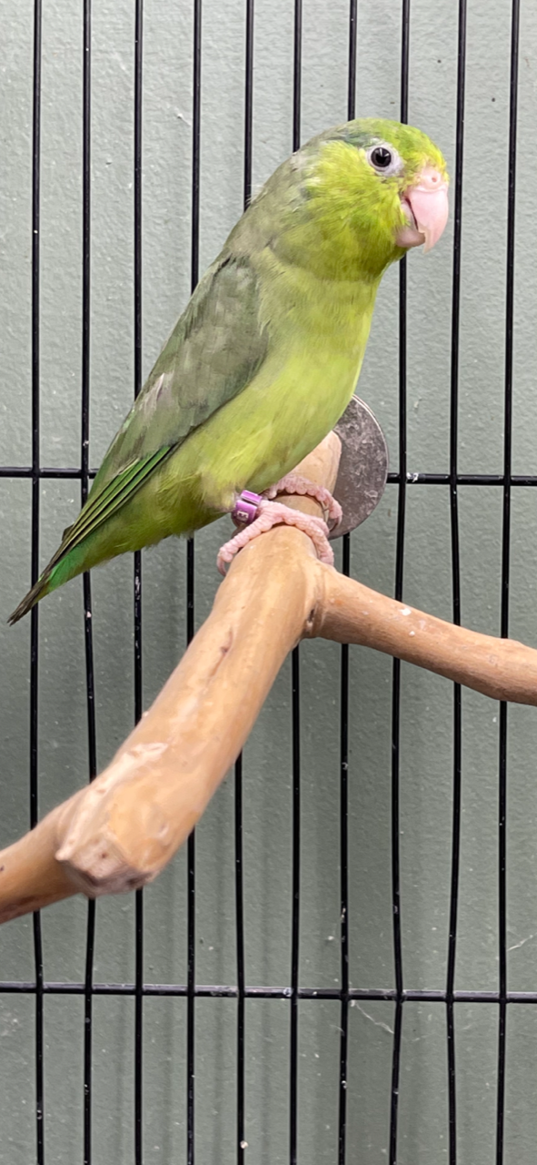 Baby Parrotlet (Green) - Image 7
