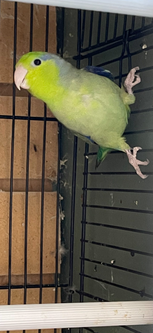 Baby Parrotlet (Green) - Image 8