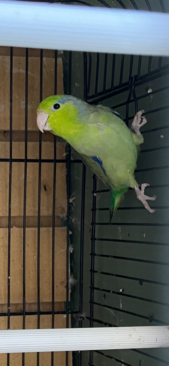Baby Parrotlet (Green) - Image 9