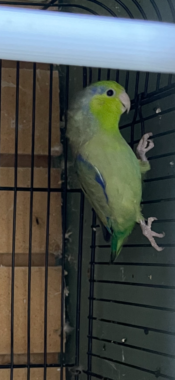 Baby Parrotlet (Green) - Image 2