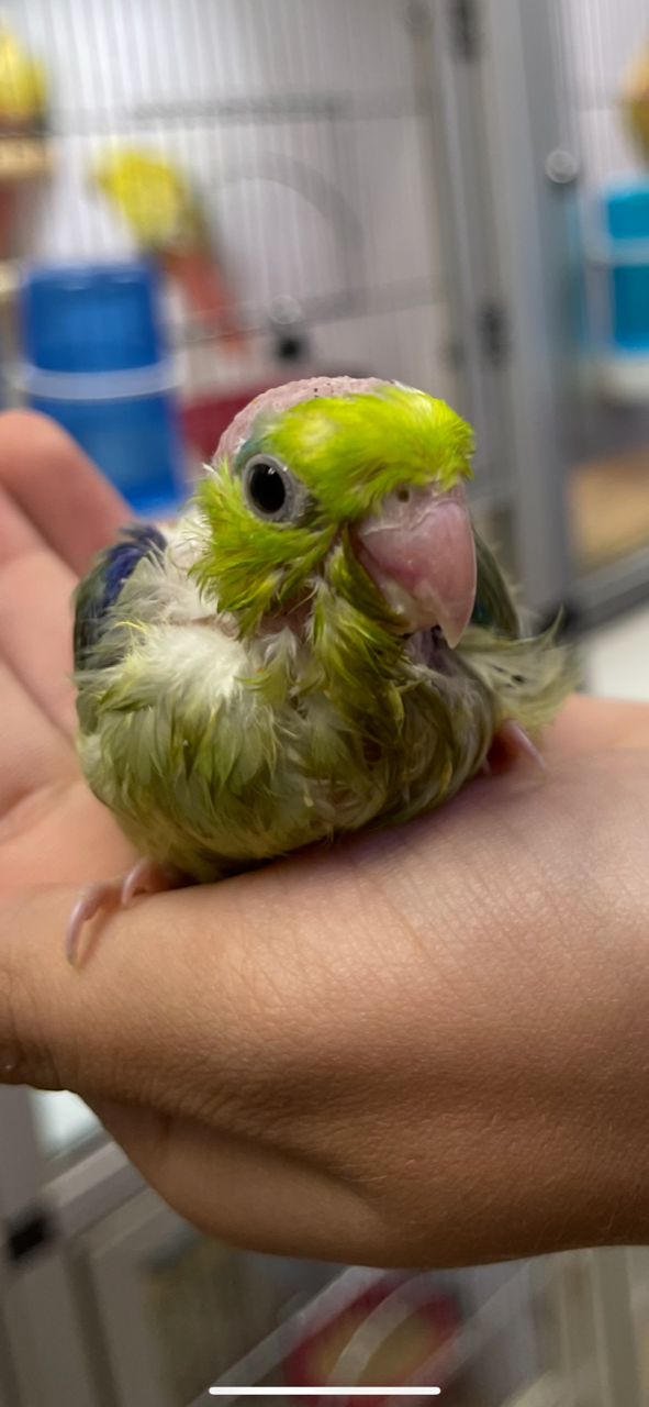 Baby Parrotlet (Green) - Image 3