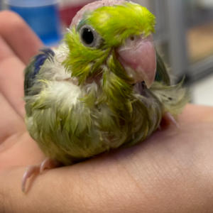 Baby Parrotlet (Green)