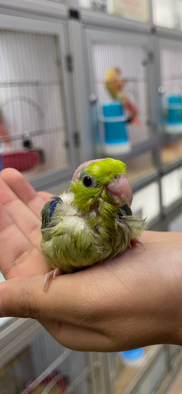 Baby Parrotlet (Green) - Image 4