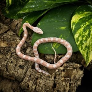 CORNSNAKE PEARL GHOST