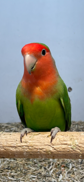 Lovebird (Peach Faced) - Image 2