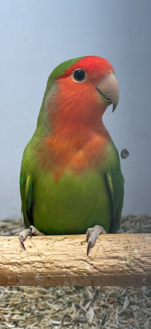 Lovebird (Peach Faced) - Image 4