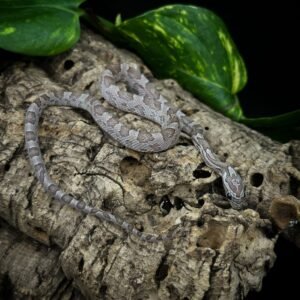 CORNSNAKE PHANTOM