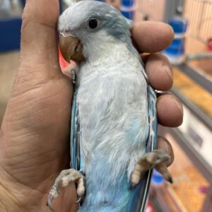 Baby Quaker Blue Pallid (Dilute)