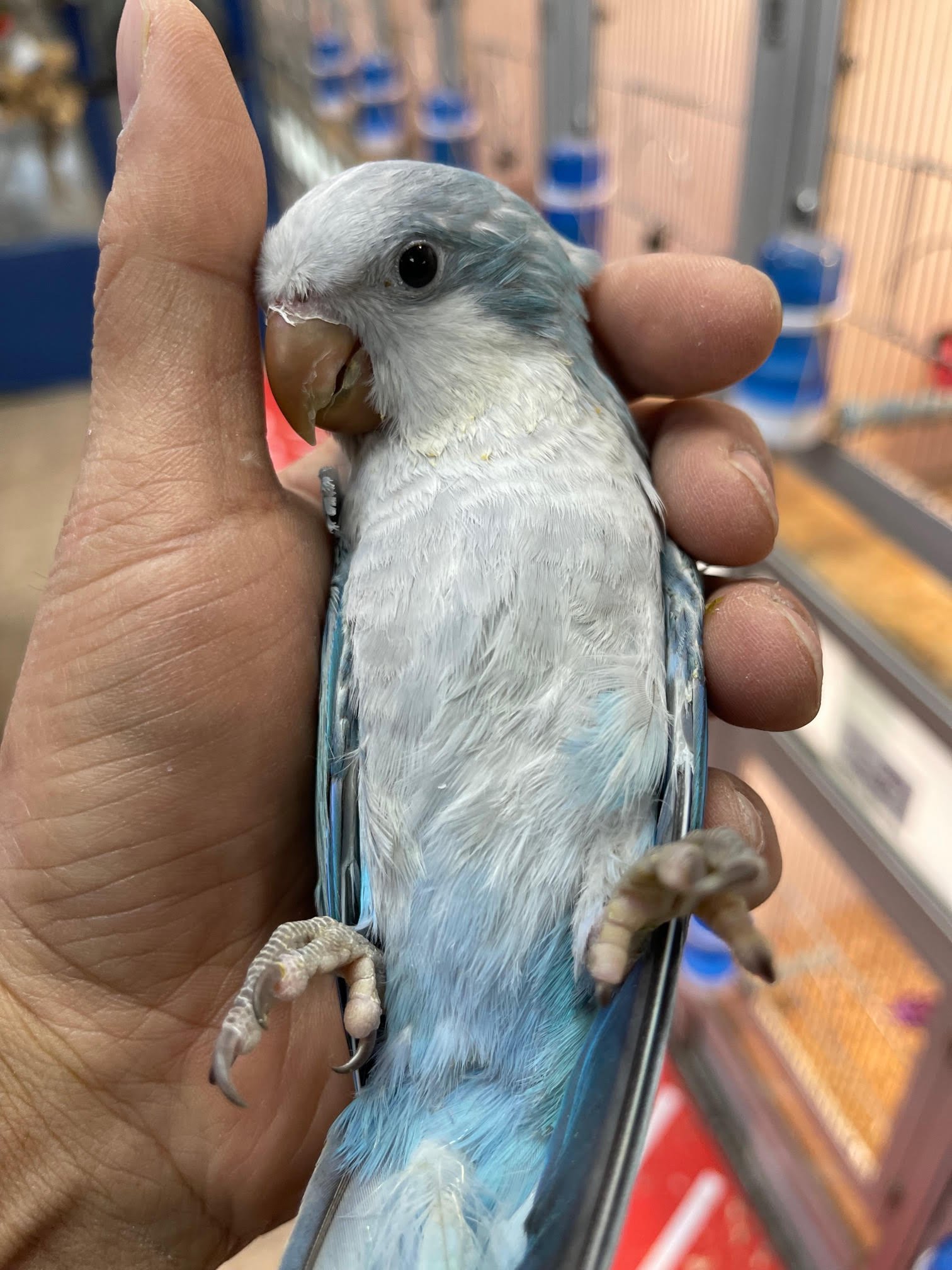 Baby Quaker Blue Pallid (Dilute)