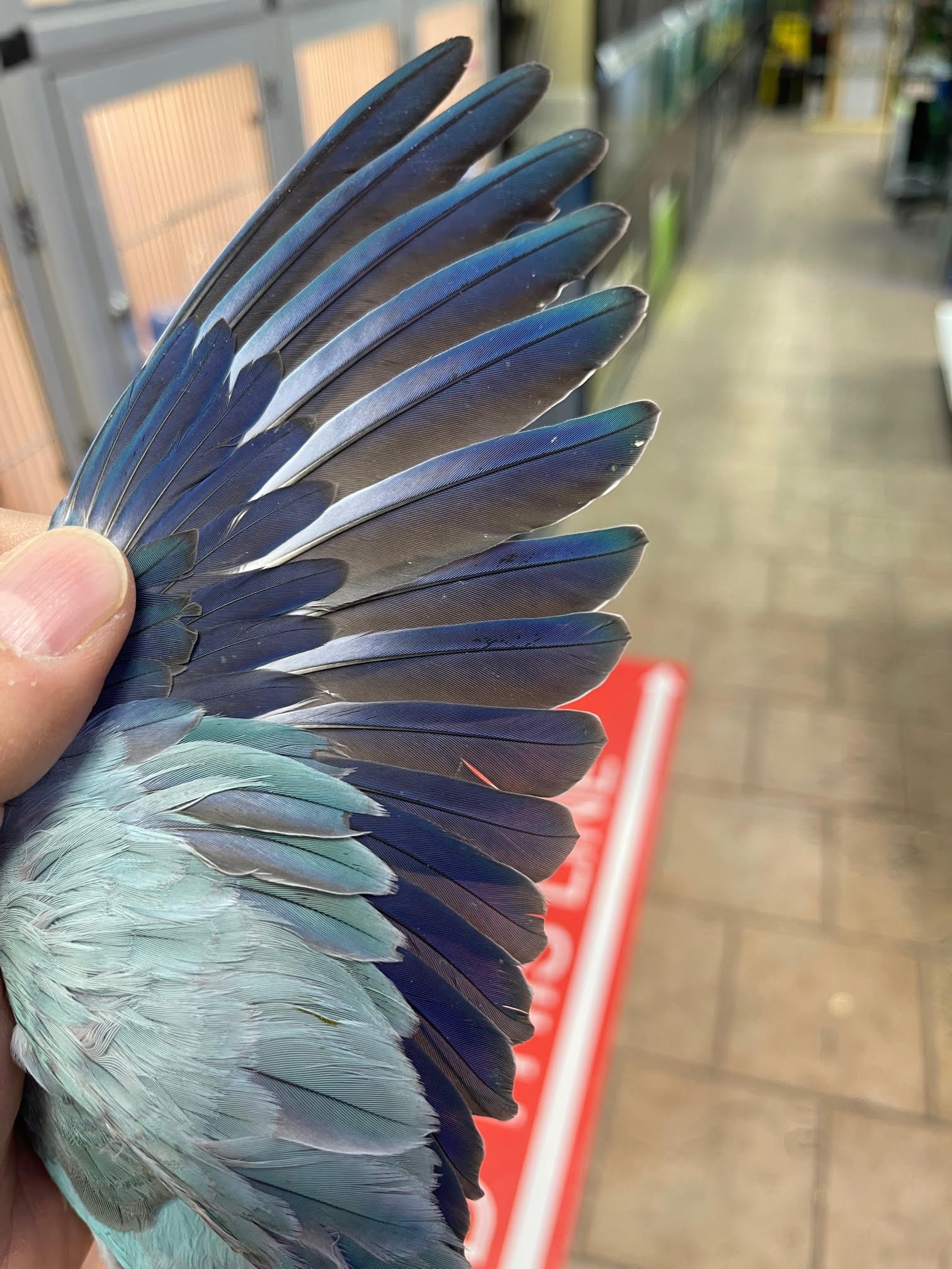 Baby Quaker Blue Pallid (Dilute) - Image 2