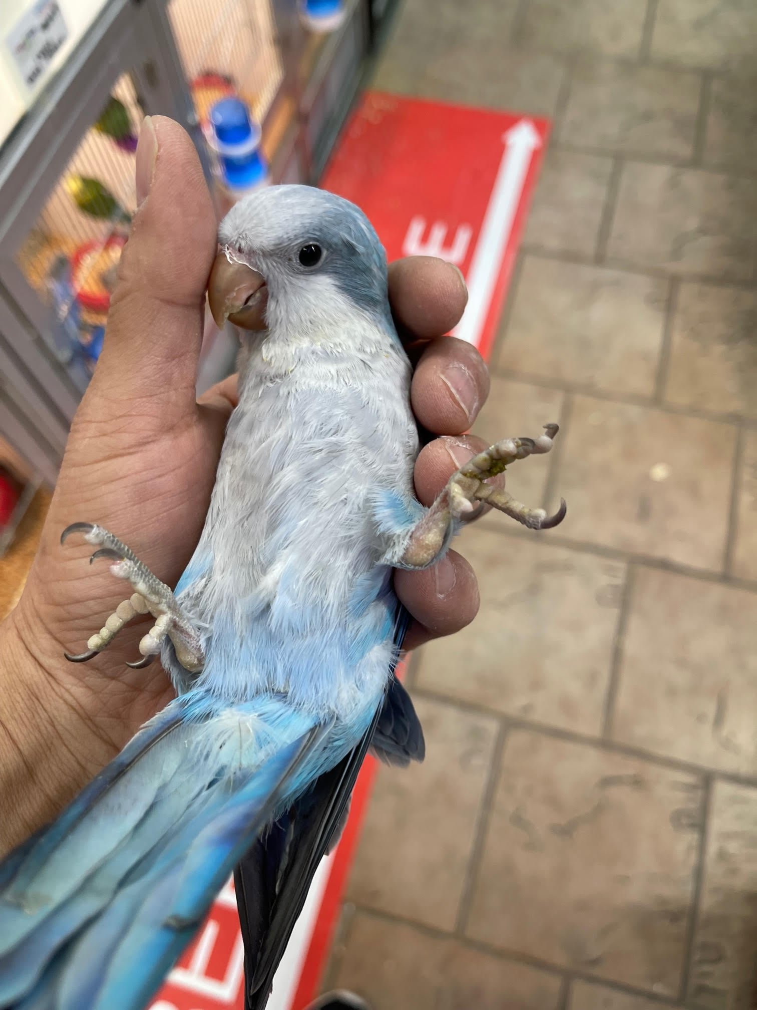 Baby Quaker Blue Pallid (Dilute) - Image 3