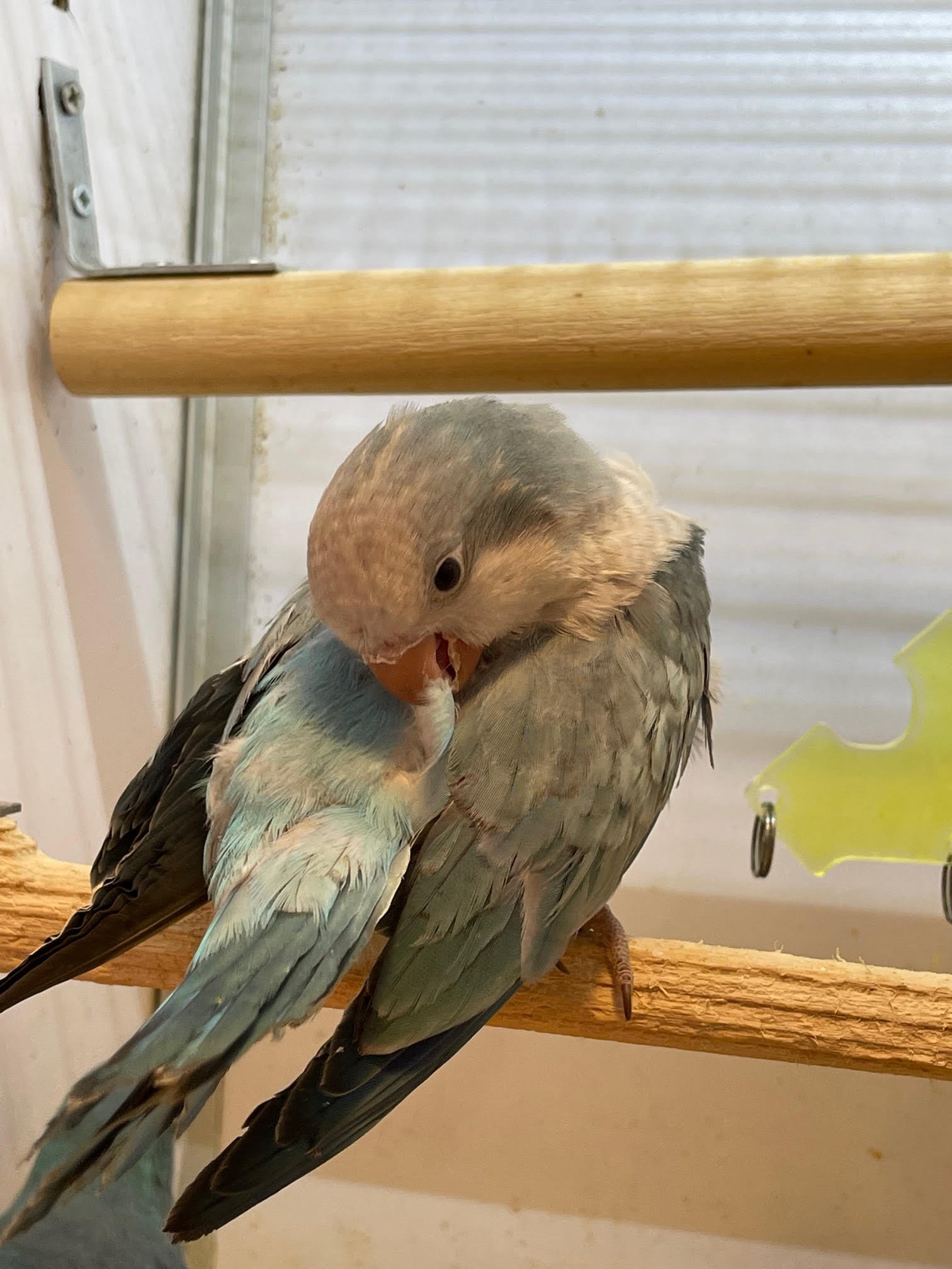 Baby Quaker Blue Pallid (Dilute) - Image 4