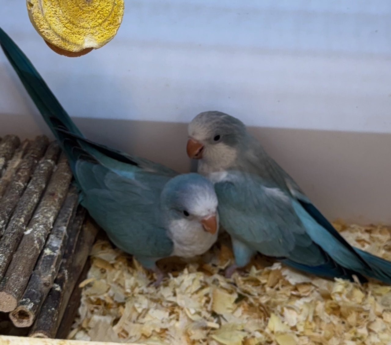 Baby Quaker Blue Pallid (Dilute) - Image 6