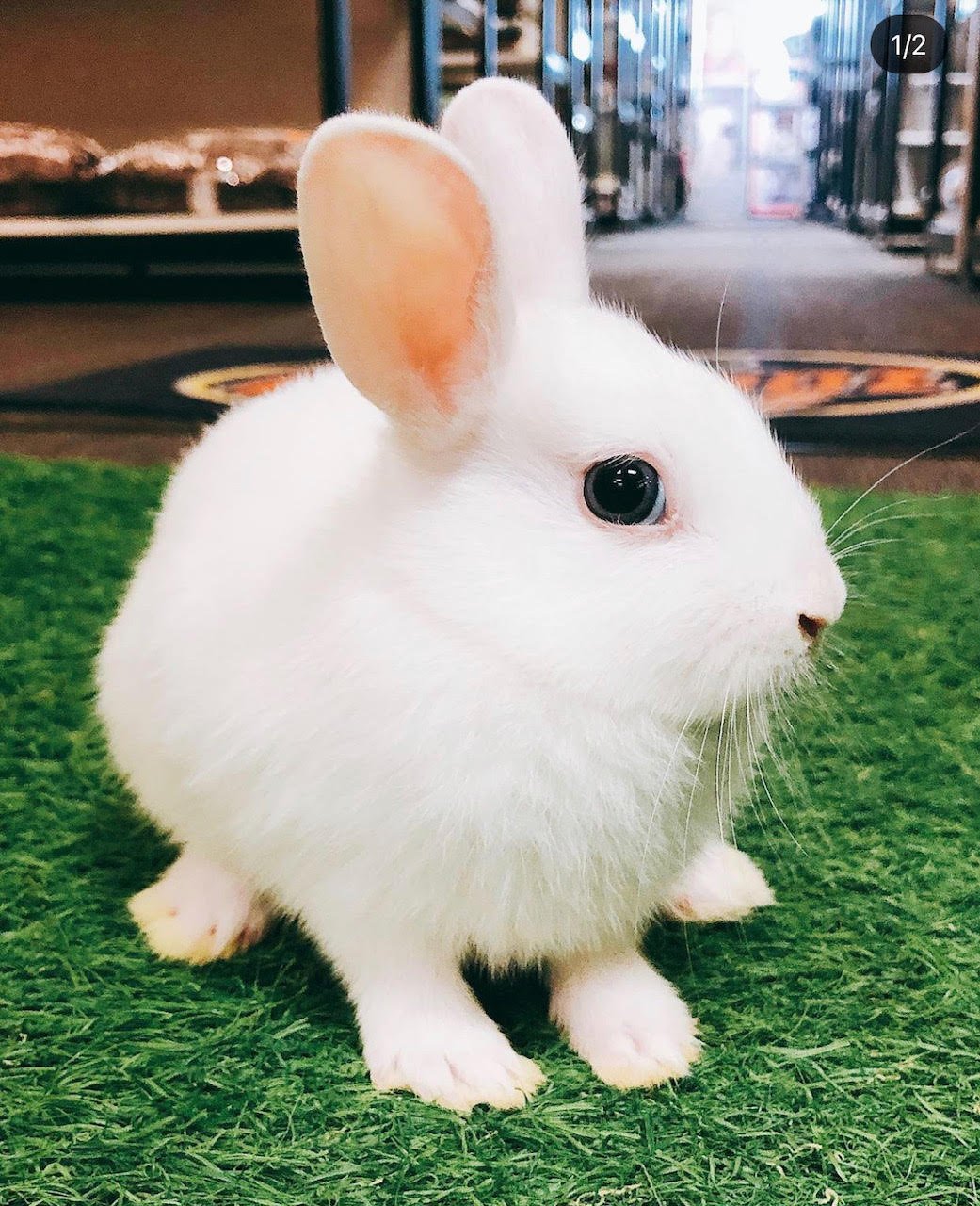 Bunny Netherland's Dwarf - Image 3
