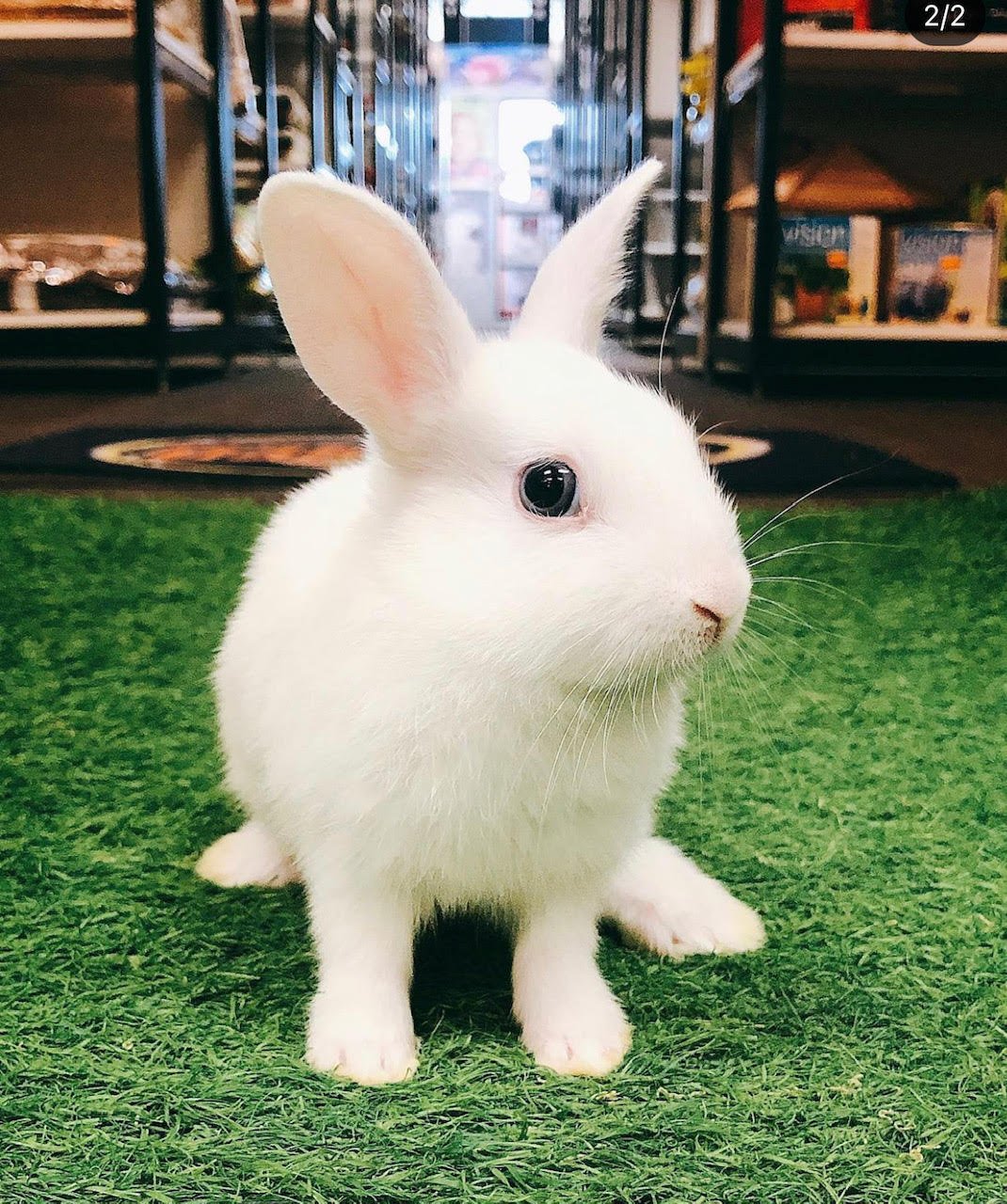 Bunny Netherland's Dwarf - Image 2