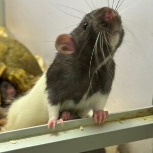 Rat Dumbo Ear