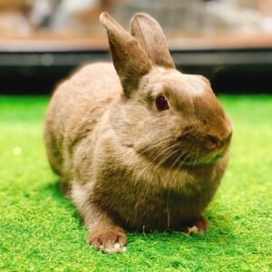 Bunny Dwarf