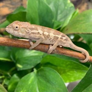 CHAMELEON NOSY BE AMBILOBE CROSS 0.1