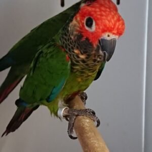 Baby Conure (Rosie Fronted)