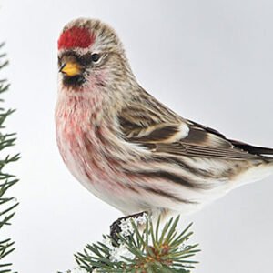 Finch Red Poll