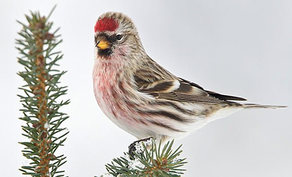 Finch Red Poll