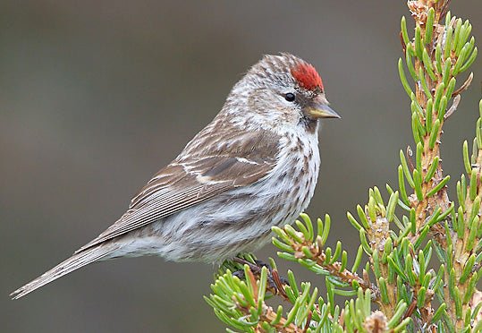 Finch Red Poll - Image 2