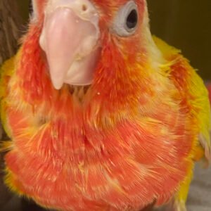 Baby Conure (Sun-Cheeked RED FACTOR)