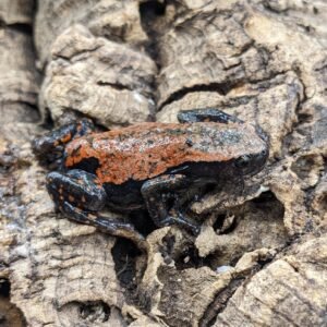 FROG BANDED RUBBER