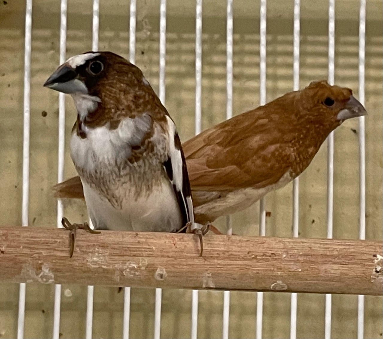 Finch Society - Image 5