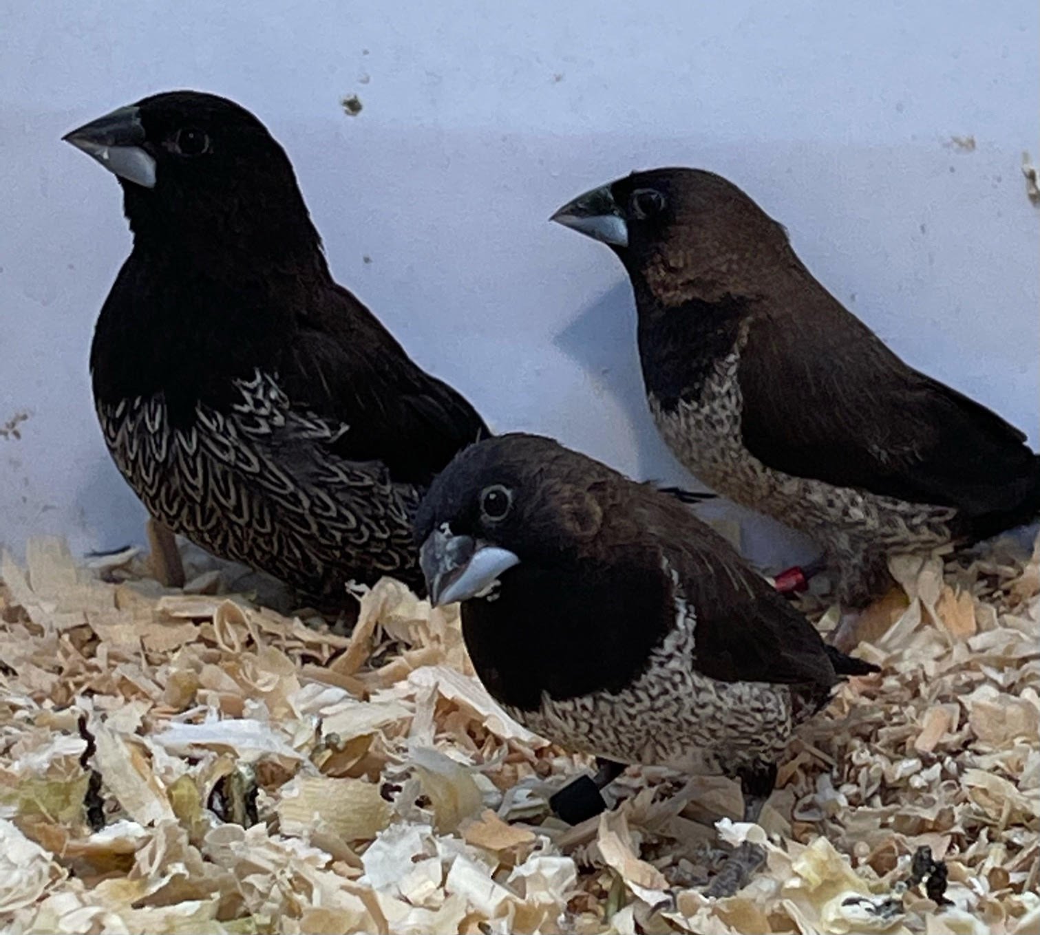 Finch Society - Image 4