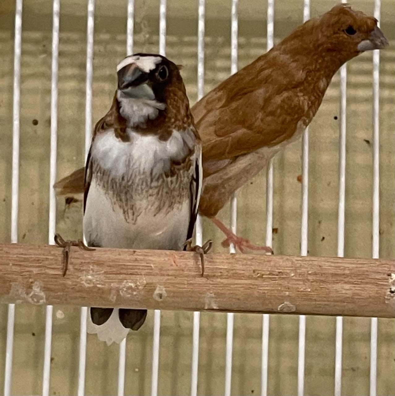 Finch Society - Image 7