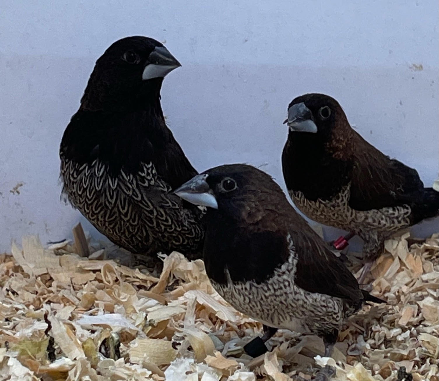 Finch Society - Image 6