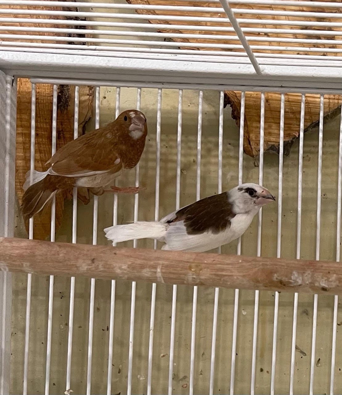 Finch Society - Image 12