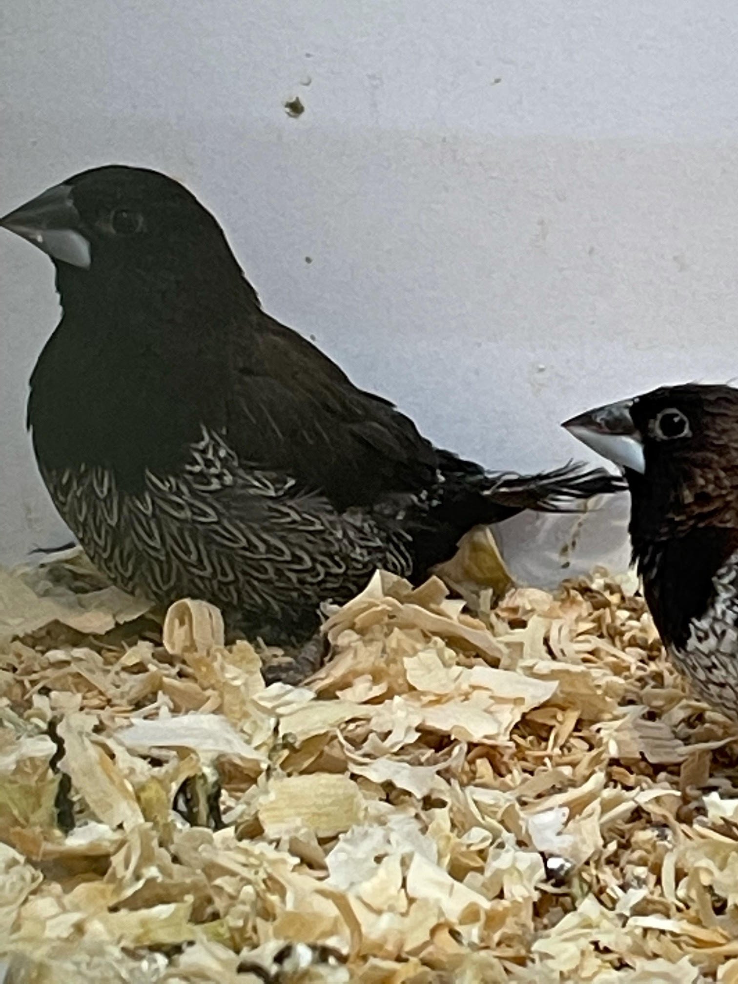 Finch Society - Image 8