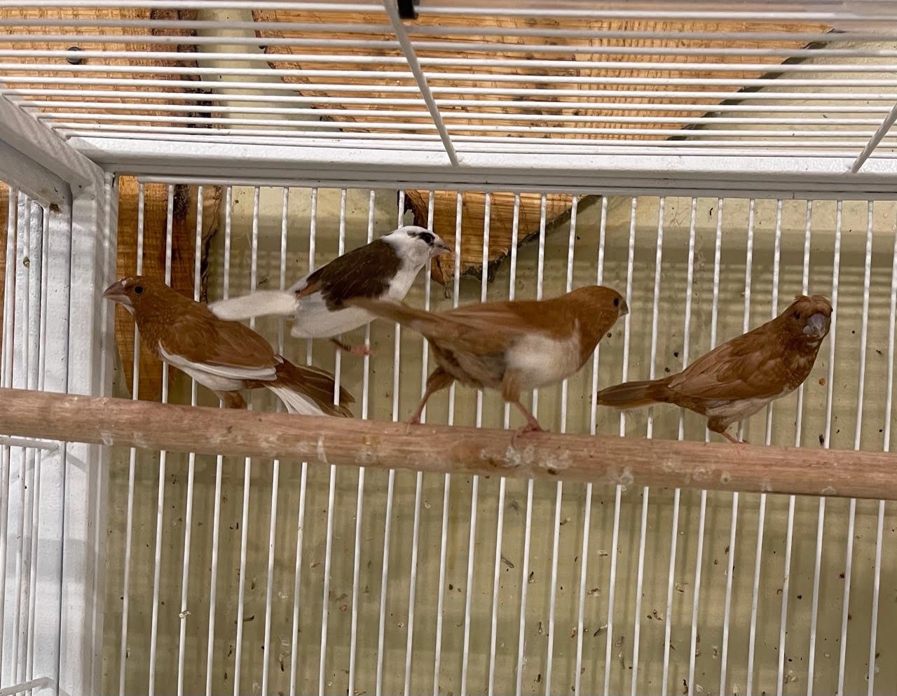 Finch Society - Image 11