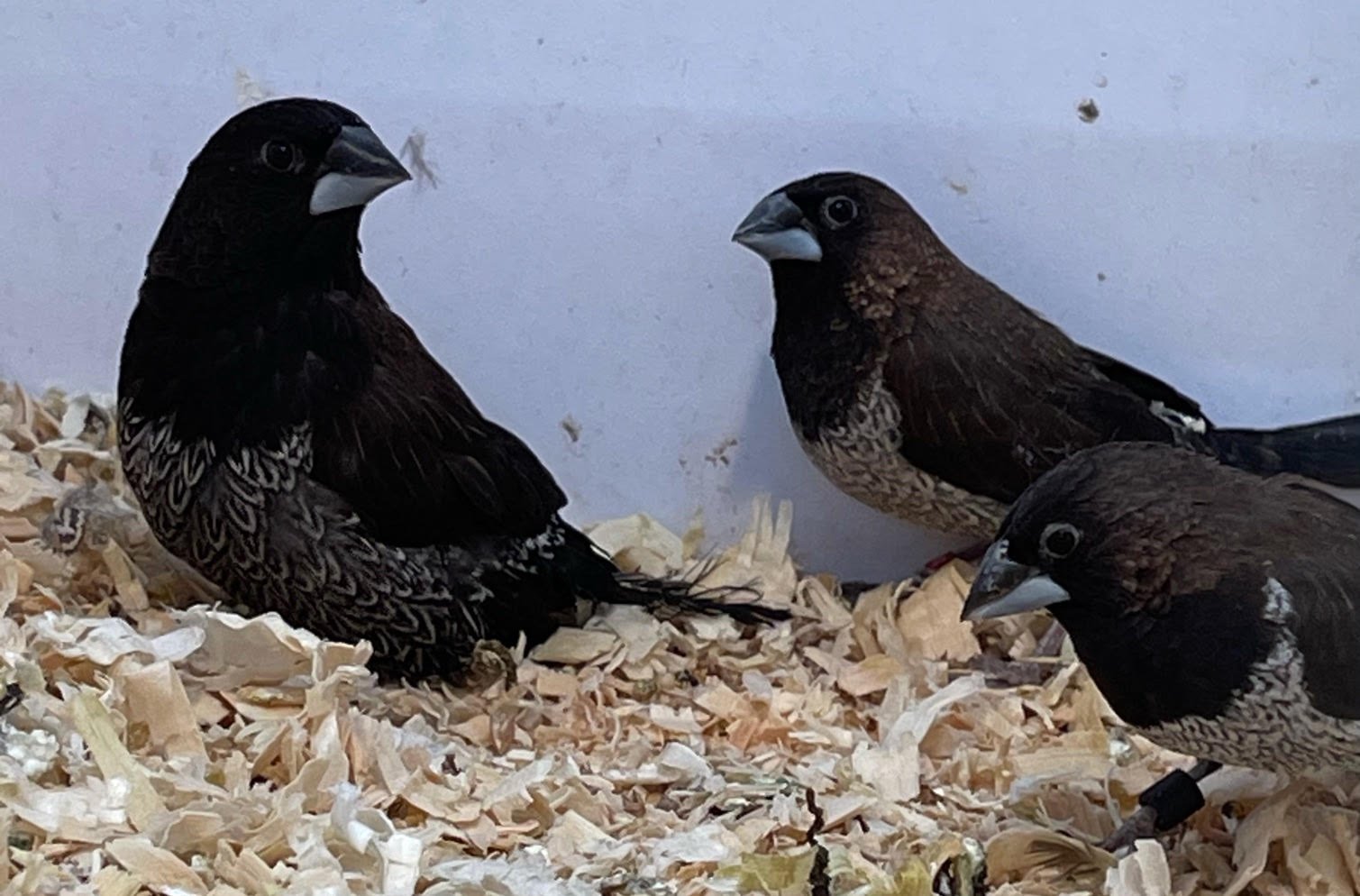 Finch Society - Image 9