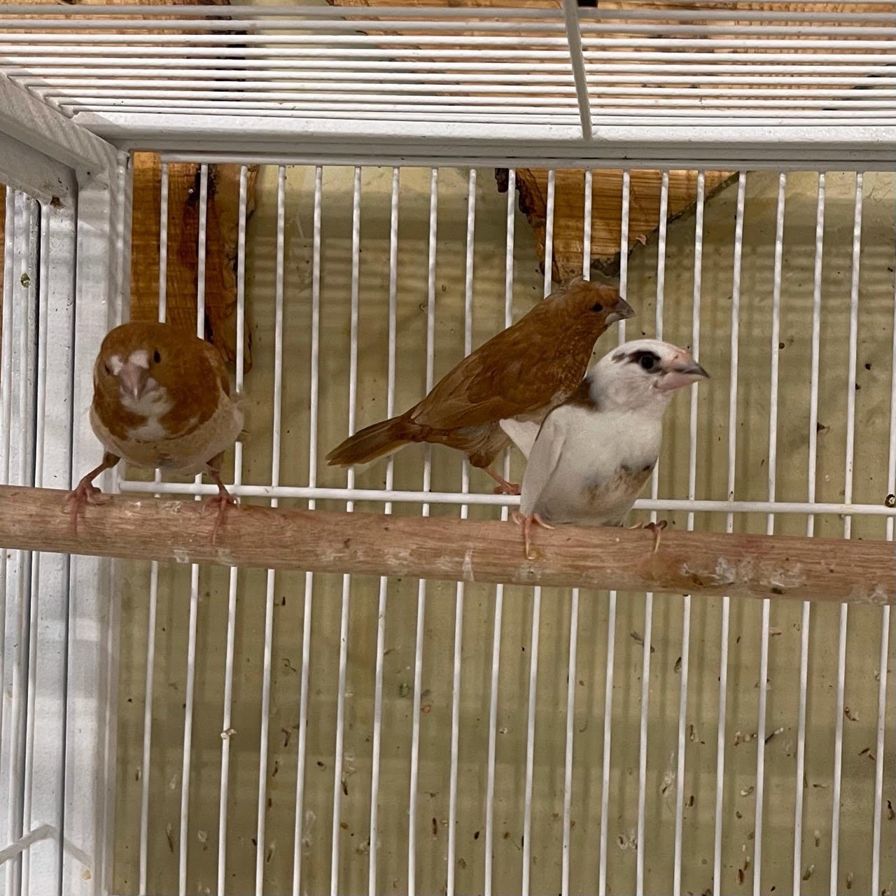 Finch Society - Image 13